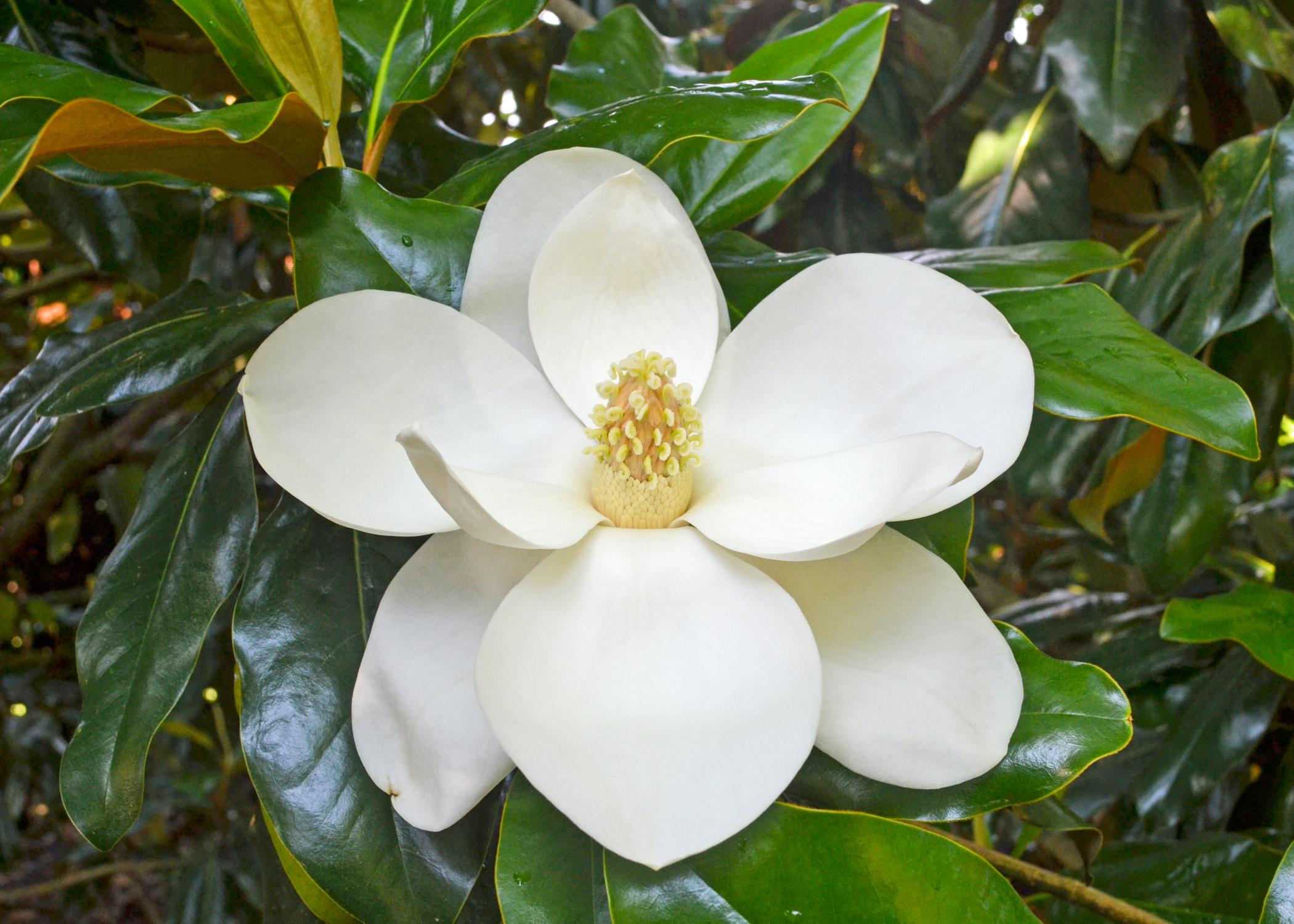 Magnificent Magnolias